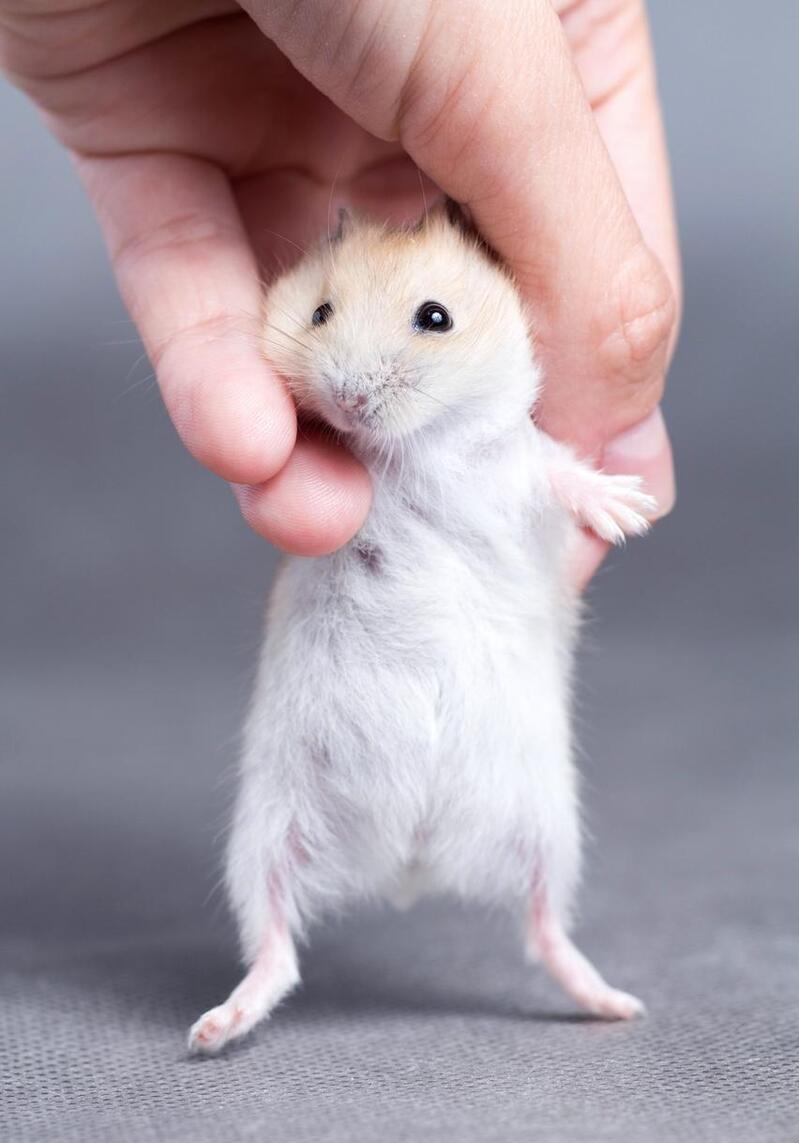 第一只仓鼠怎么来的,我的第一只小猫咪完整版