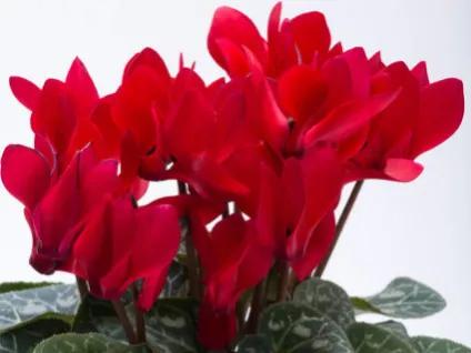 2024年属兔的买什么花招财呢,2022年属兔的人养什么植物最旺