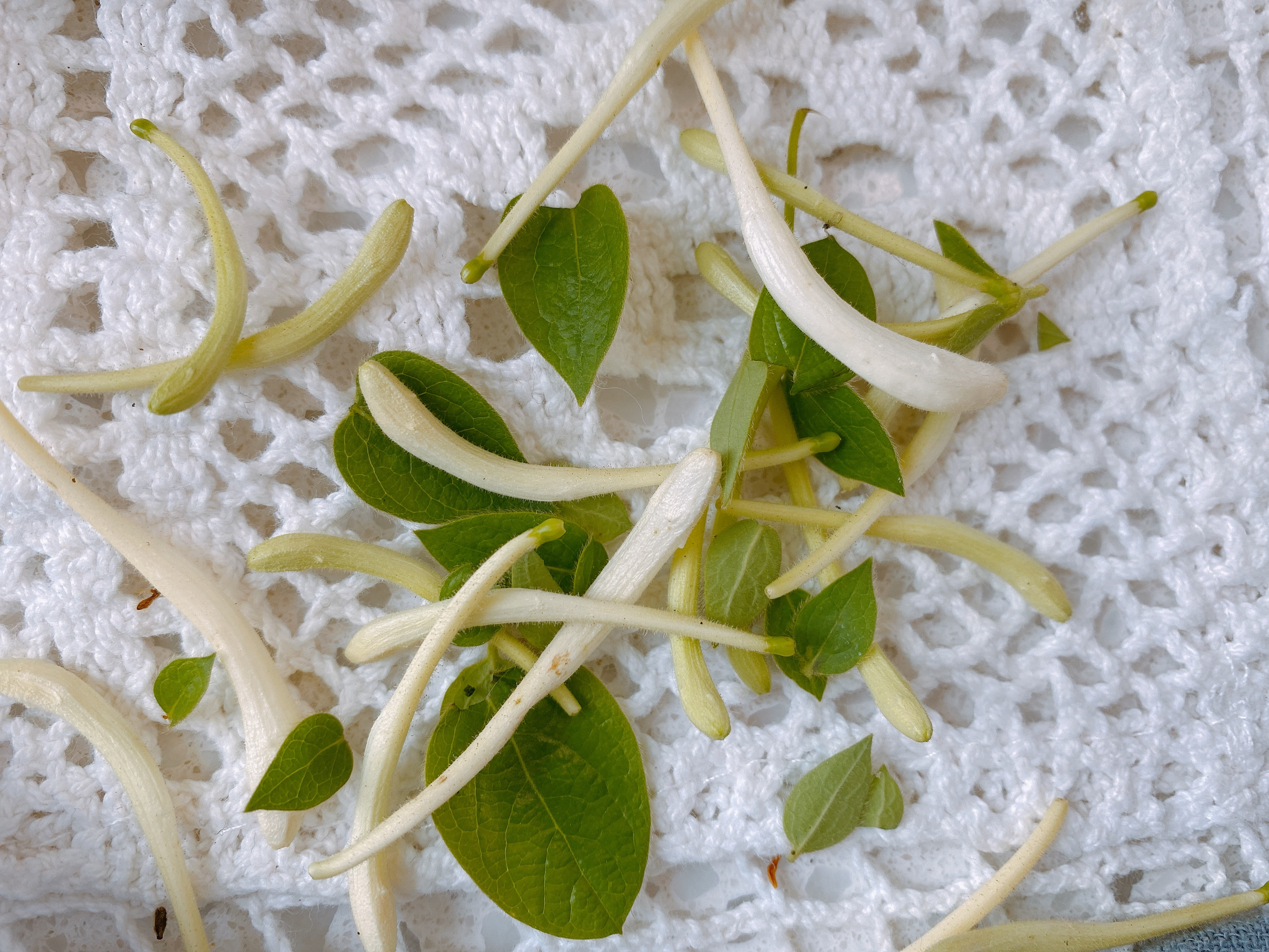 如何自制金银花茶,家庭制作金银花茶的方法