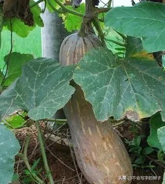 驱虫药-使君子、苦楝皮、槟榔、贯众、雷丸、南瓜子、鹤草芽