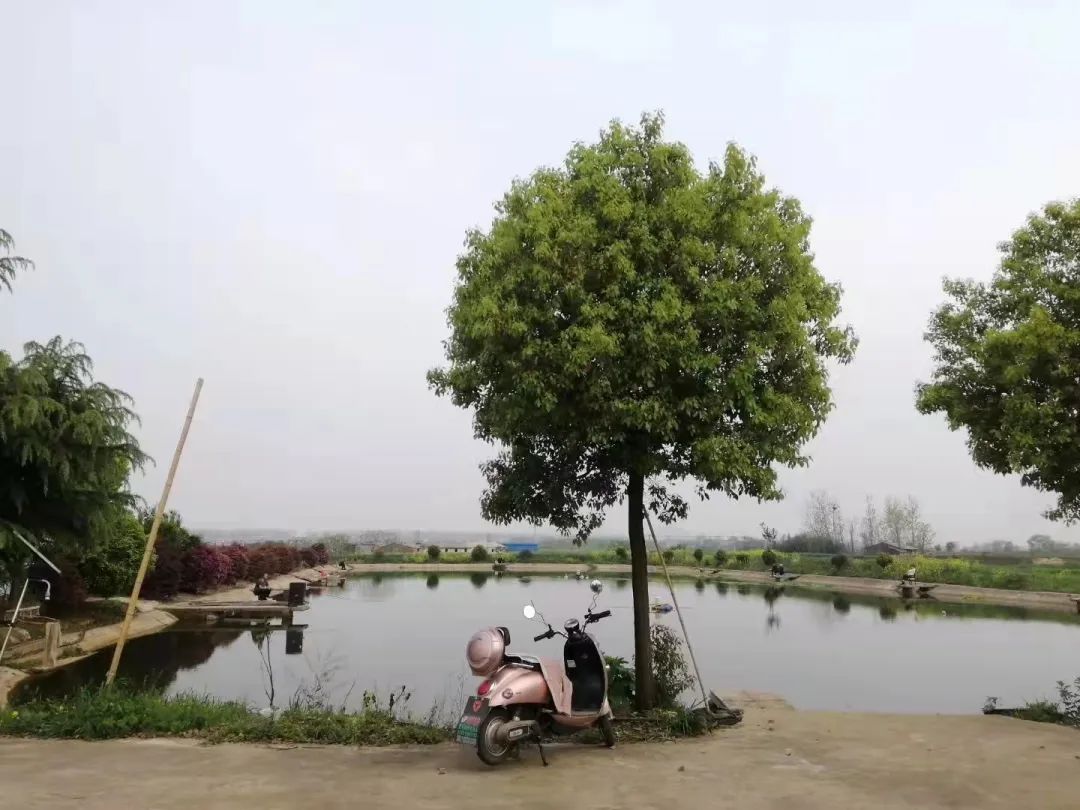 鲈鱼诺卡氏菌病什么季节多,加州鲈鱼诺卡氏病防治