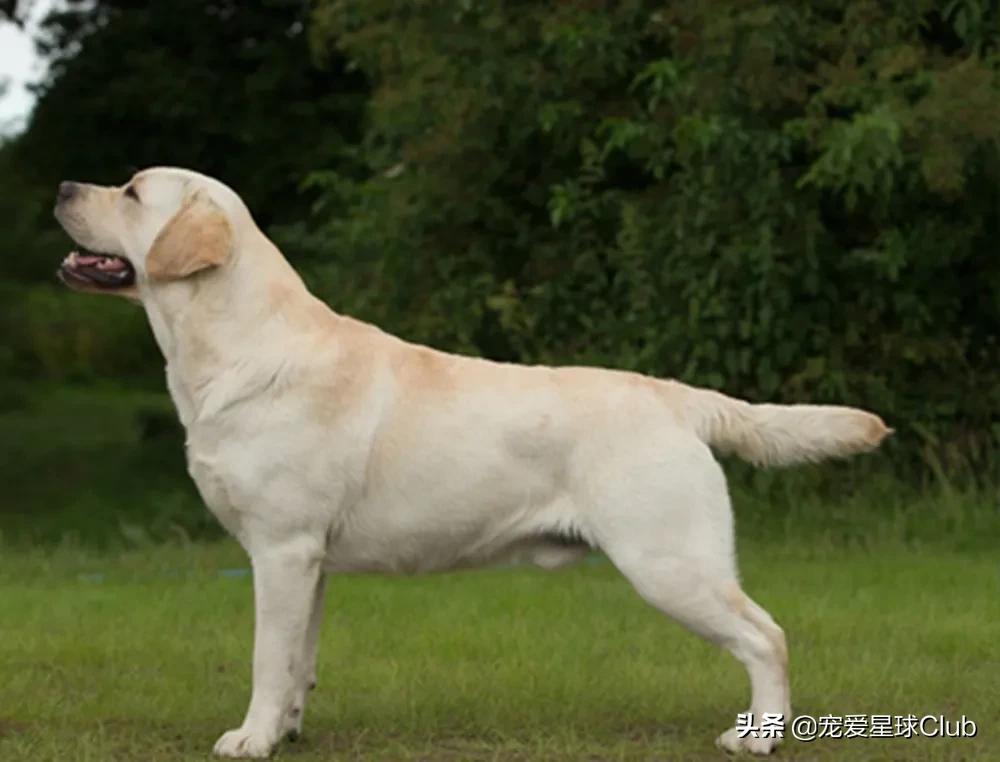 拉布拉多照片和资料,详细讲解拉布拉多的故事