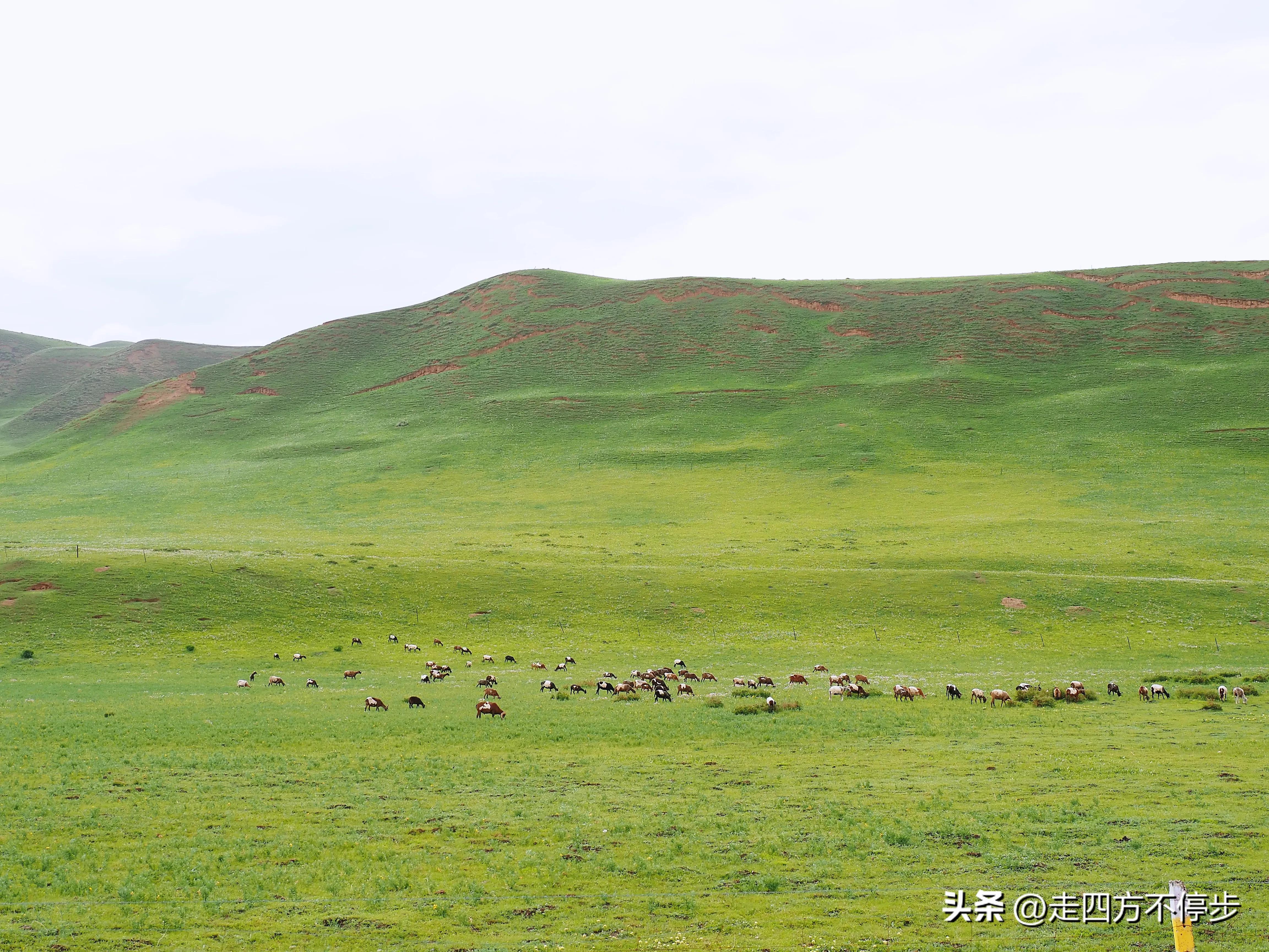 甘南自驾游桑科草原下一站,甘南桑科草原高清精美视频