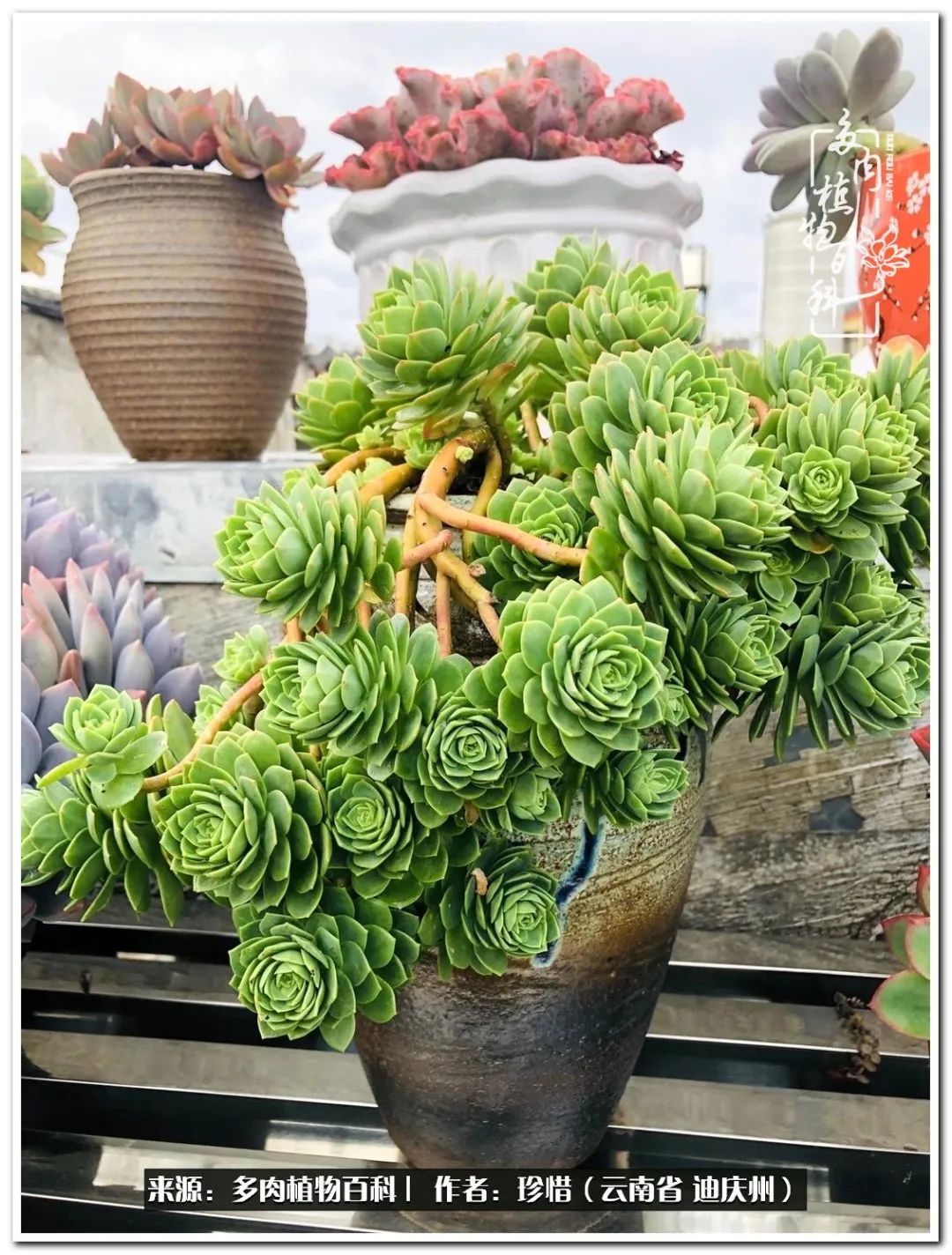 给生命一份淡然还岁月一份从容,给生命留一份洒脱的话