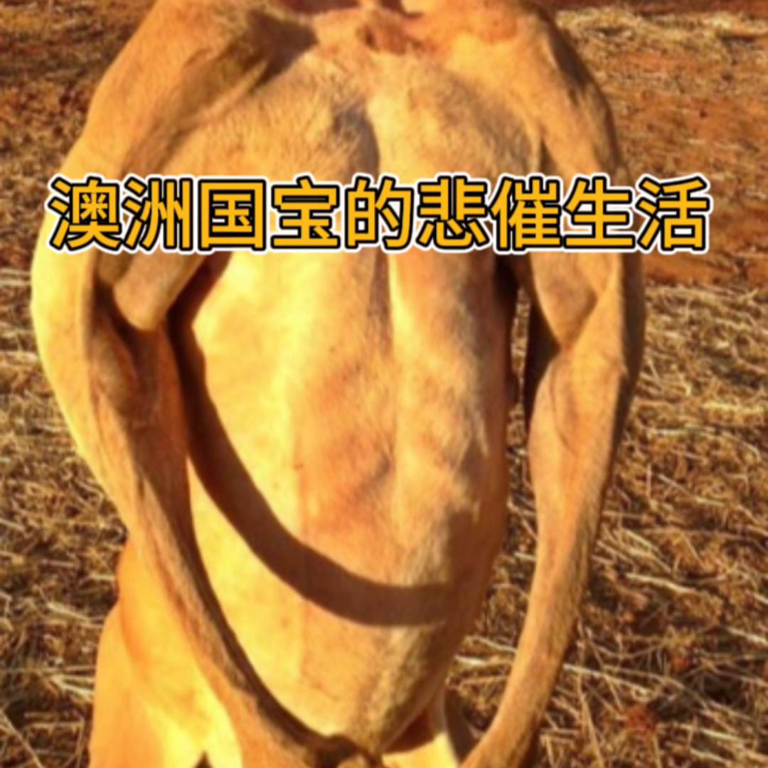 澳大利亚的国宝袋鼠多惨,澳大利亚的国宝有多可怜