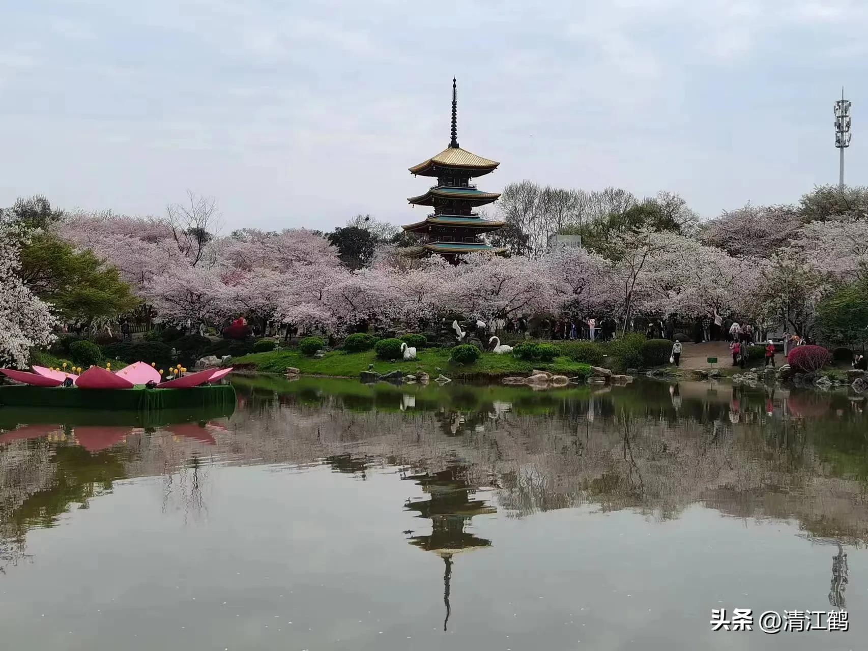 樱桃好吃树难栽完整故事,樱桃好吃树难栽家常版完整版