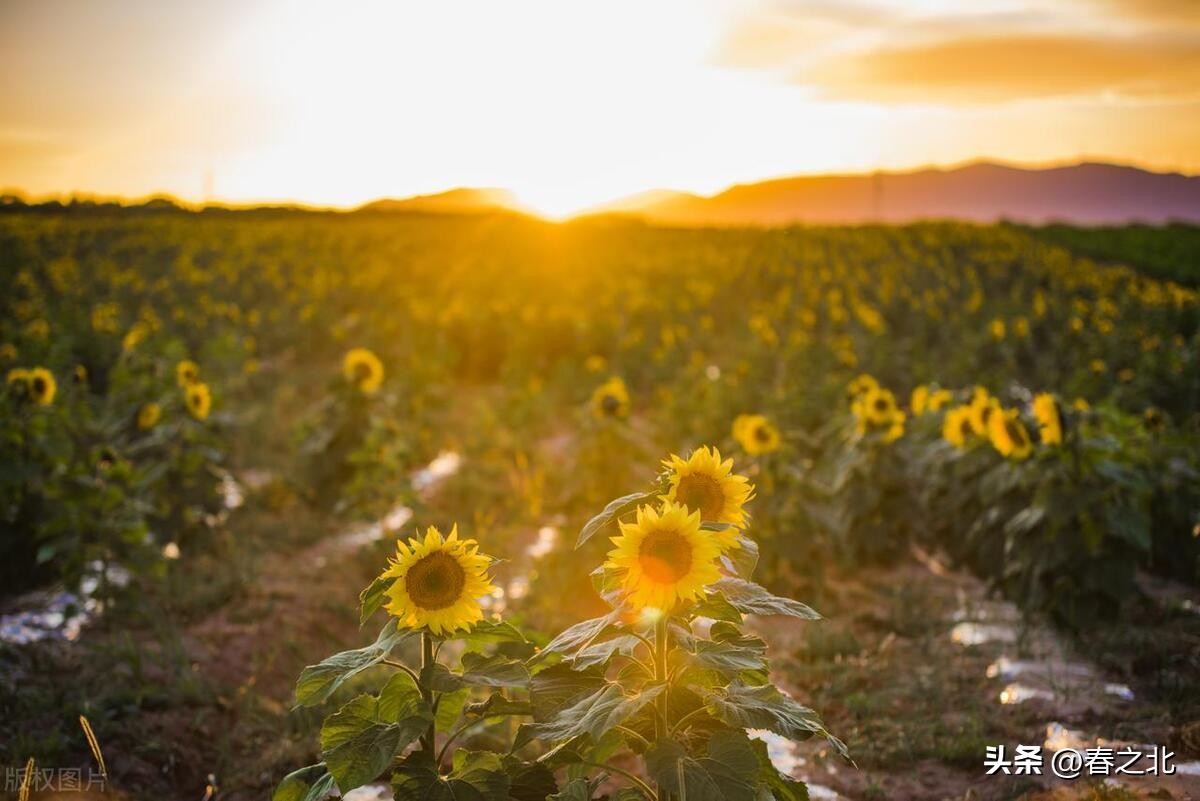 时光静好岁月不老的句子简短,愿岁月不老时光静好你我安好