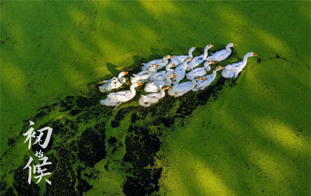 二十四节气之谷雨春光晓,24节气初夏的特点