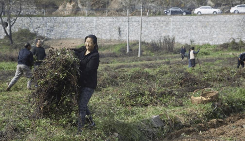 农民药材遭哄抢大哭报警法律解析,农民药材遭哄抢辟谣