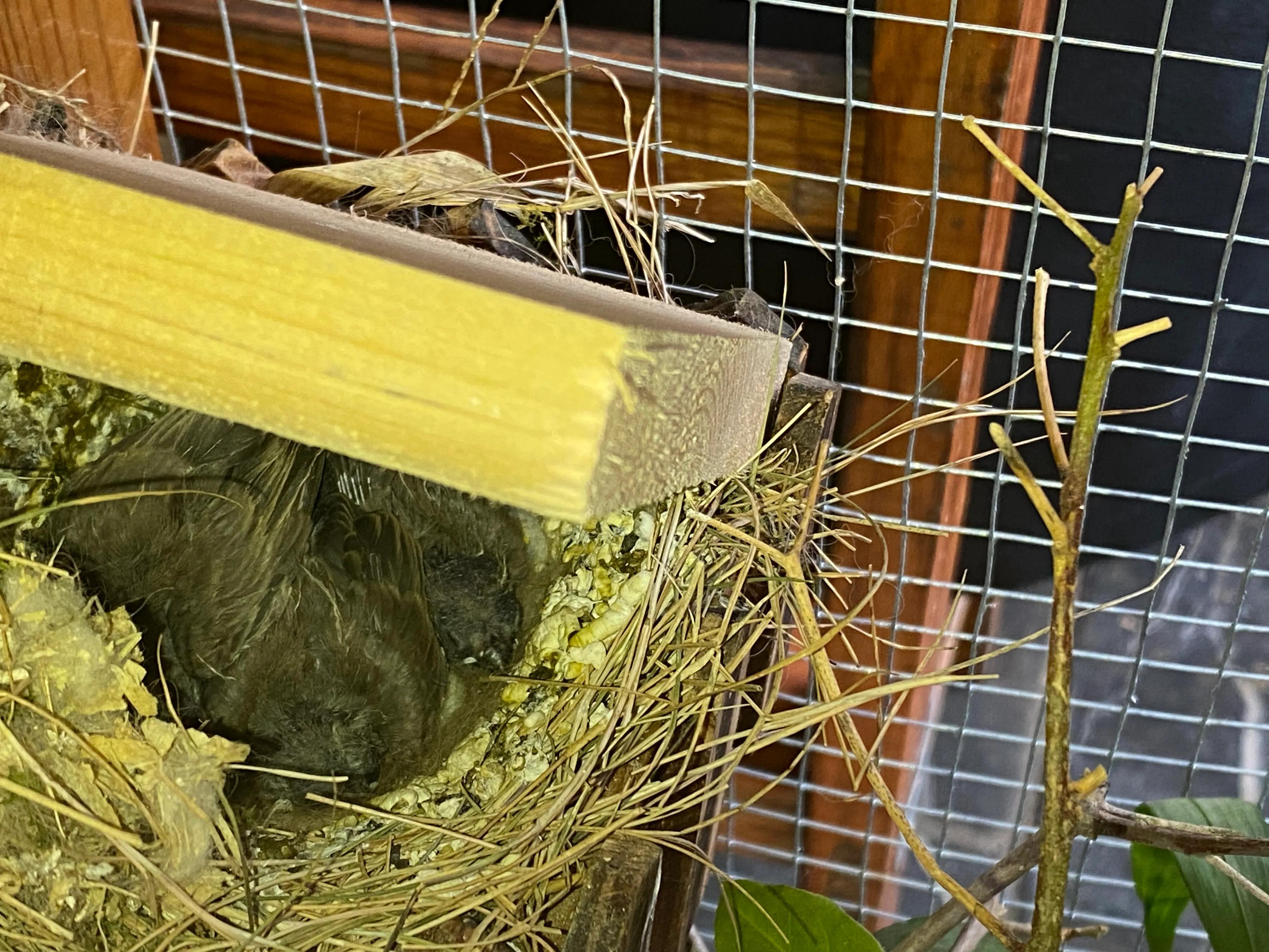 养珍珠鸟的体验！原生态喂养！养出靓丽毛色小鸟！肥肥胖胖的