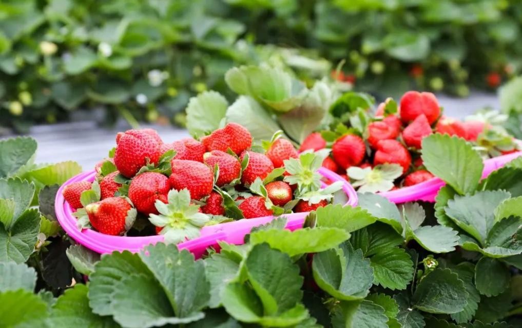 草莓园摘草莓怎么拍照,好玩的摘草莓胜地打卡