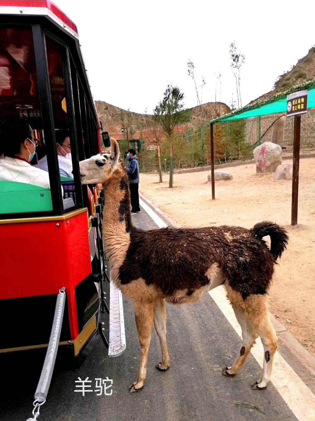 动物自拍超清图片大全,动物自拍的照片图片