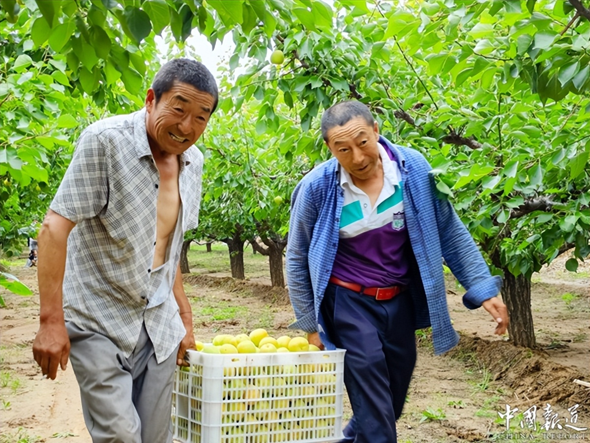山西杏好有你白酒价格,山西杏好有你