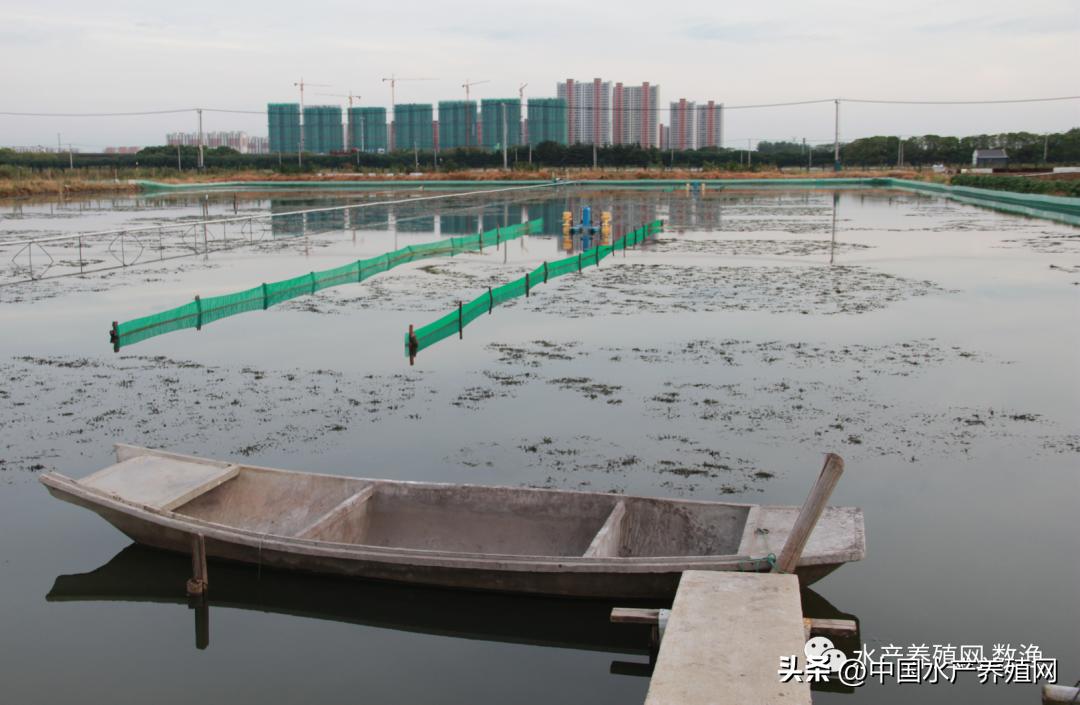 阳澄湖大闸蟹今年养蟹新技术,蟹农辛辛苦苦养了一年的大闸蟹