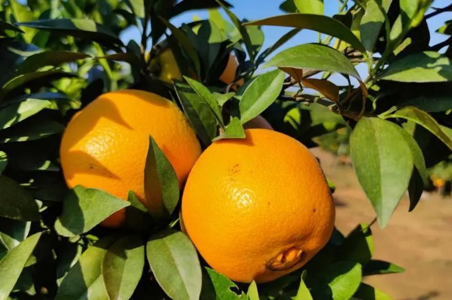 带领农民脱贫致富的大学生村官,8090村官