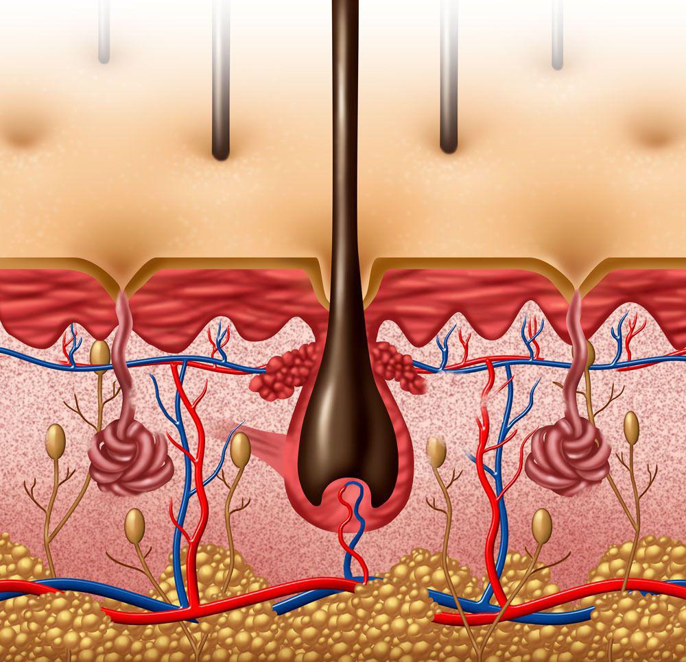 脂溢性脱发一直脱,脂溢性脱发是一直掉么
