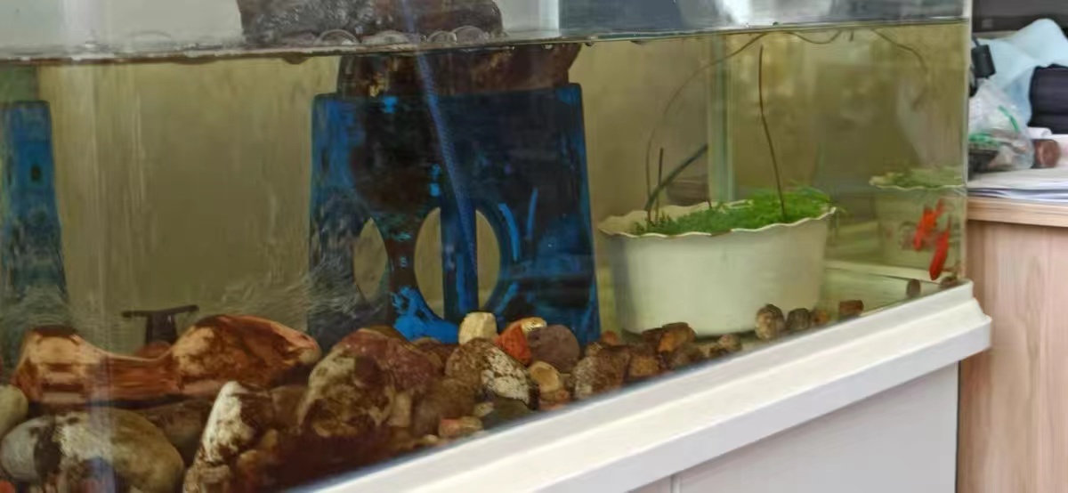 用河沙过滤可以解决鱼缸黄水吗,用土霉素鱼缸黄水了需要处理吗