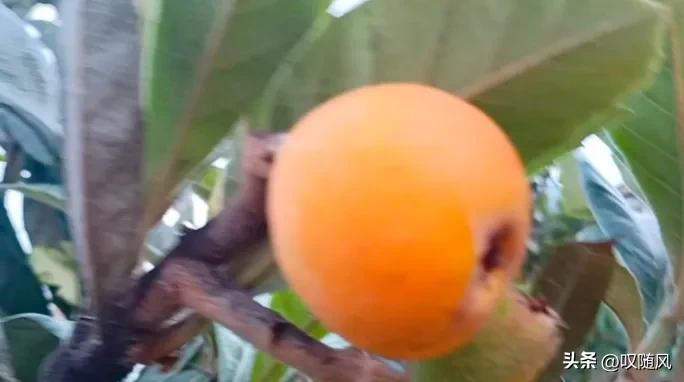 吃出好心情食物,五种水果吃出好心情