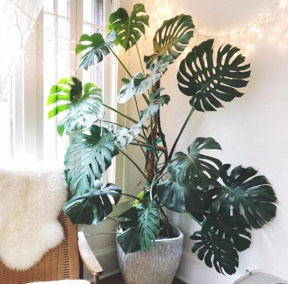 5种花是懒人养花首选,人养花花养人适合室内养的6种花