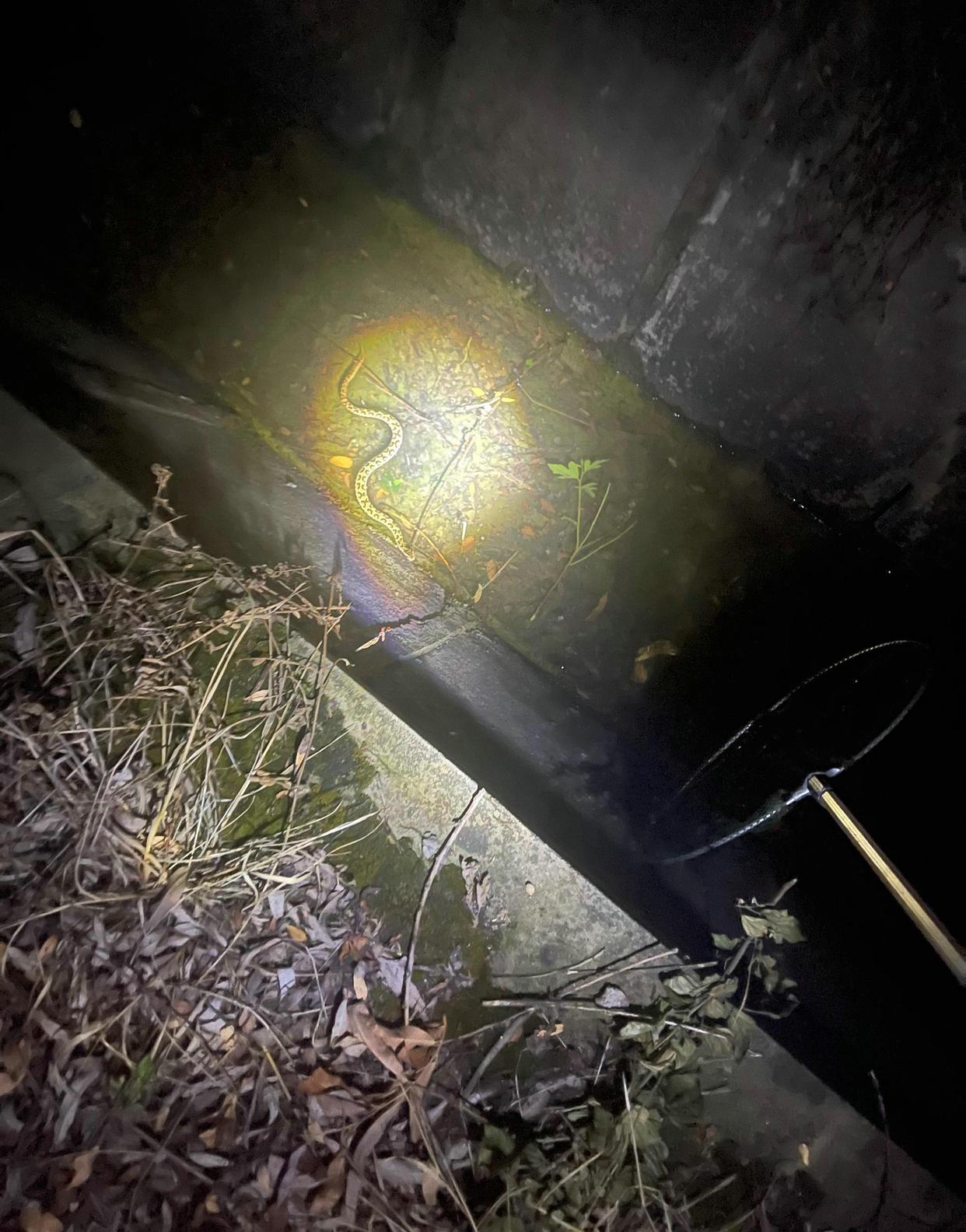 惊险！上海夜钓者水渠捞龙虾捞到两条短尾蝮，钓者：都放生了