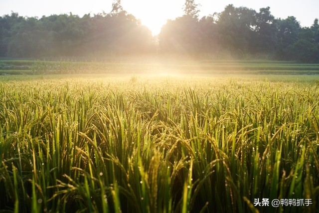 智慧农业保障早稻丰产,水稻高效智慧农业应用技术