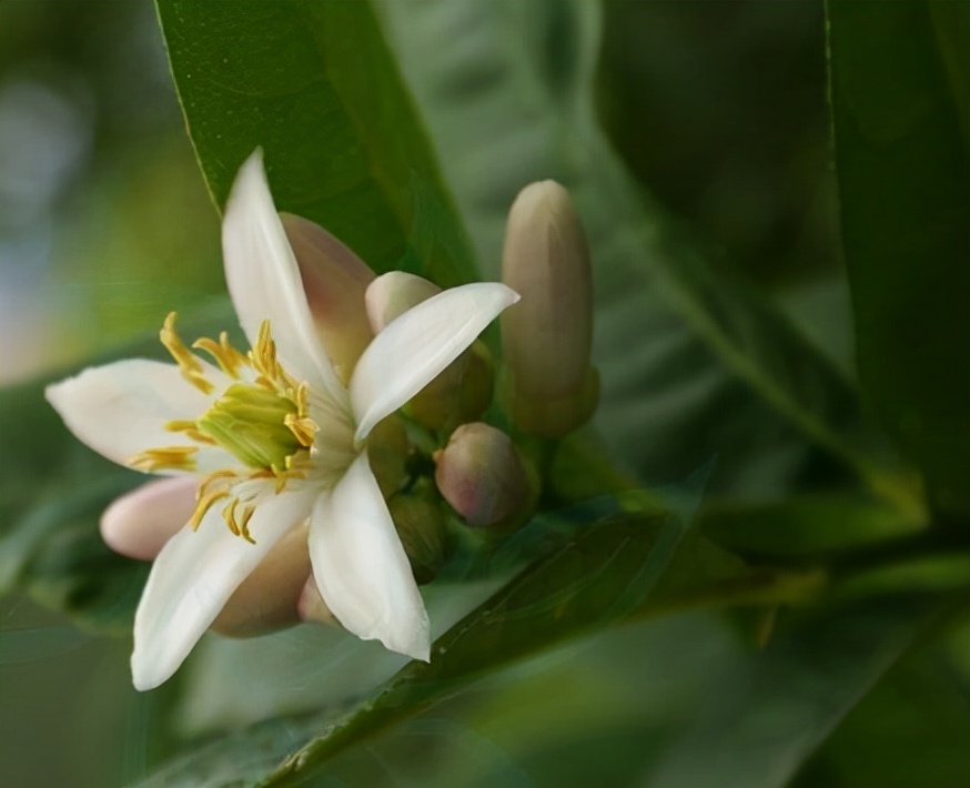 亦花亦果、香中君子——佛手