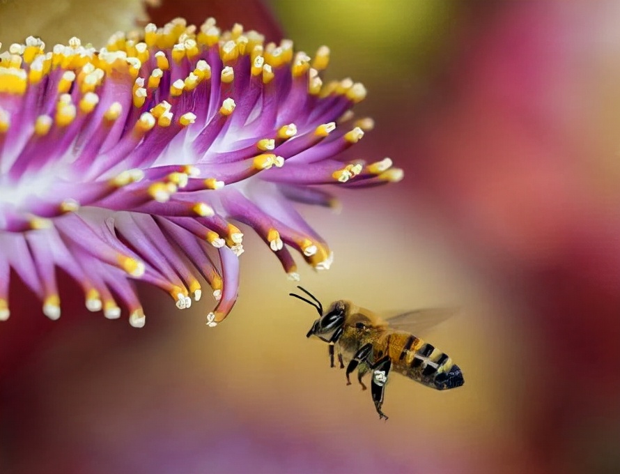 蜂胶软胶囊抗衰老,康麦斯牌蜂胶软胶囊提高免疫力