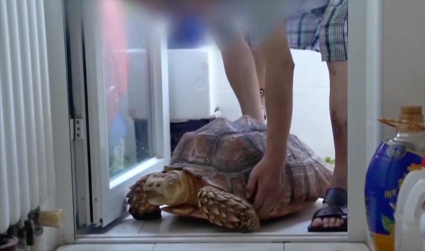 男子在臭水沟捡到一只乌龟,男子在河边捡到两只大乌龟