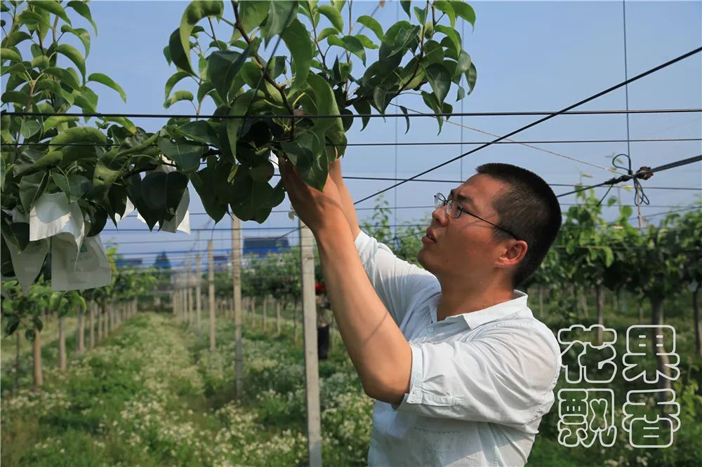百果园种植技术,百果园的品种