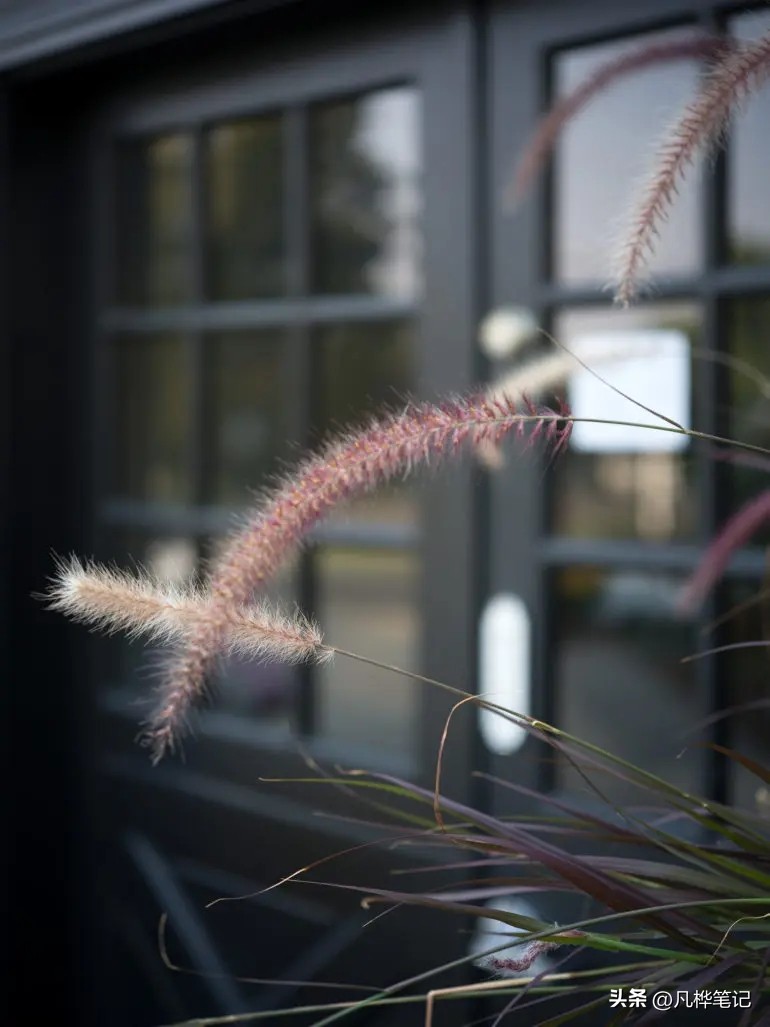 哈苏x2d100c视频,哈苏x2d100c与50c区别