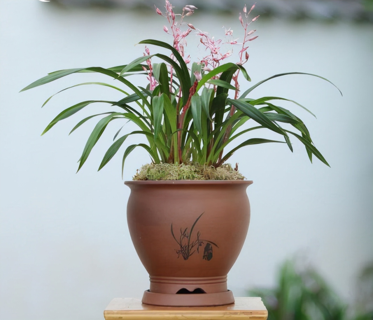 养兰仿紫砂专用塑料盆,紫砂兰适合哪种花盆