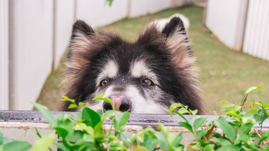 三个月阿拉斯加呕吐,阿拉斯加呕吐黄粘稠液体