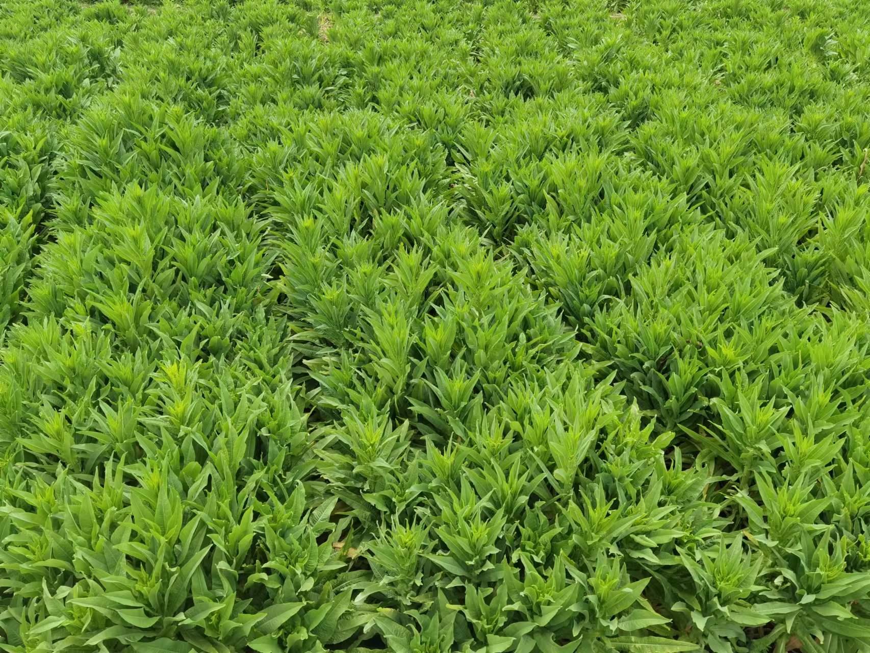 《他的那些年，这些年》（13）好笑的英语课