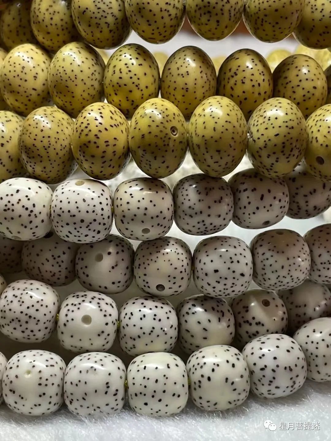 星月菩提盘起来发红,星月菩提快速盘红