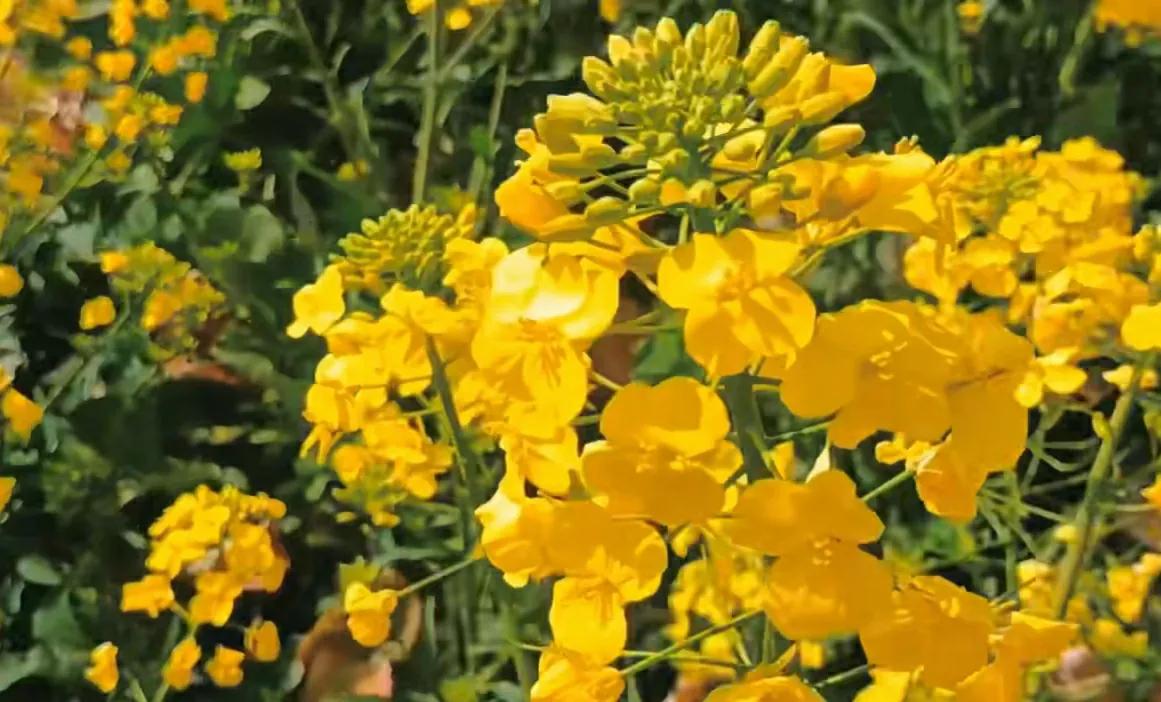 贵州网红草根把亲妹妹介绍给大衣哥做儿媳，返回老家一路江南美景