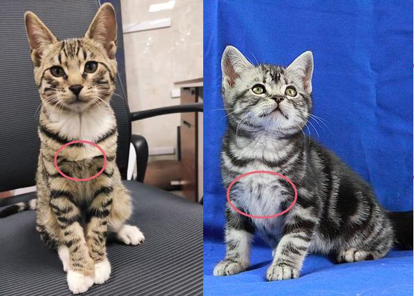 美短与狸花猫串串图片对比,美短和狸花猫生出来的猫是怎样的