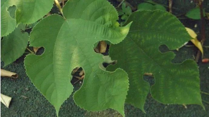 构树一亩种植1000,构树好吗