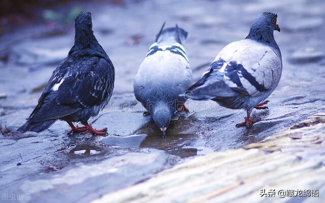 柯林沃克博士—谈鸽子气喘背后的真相