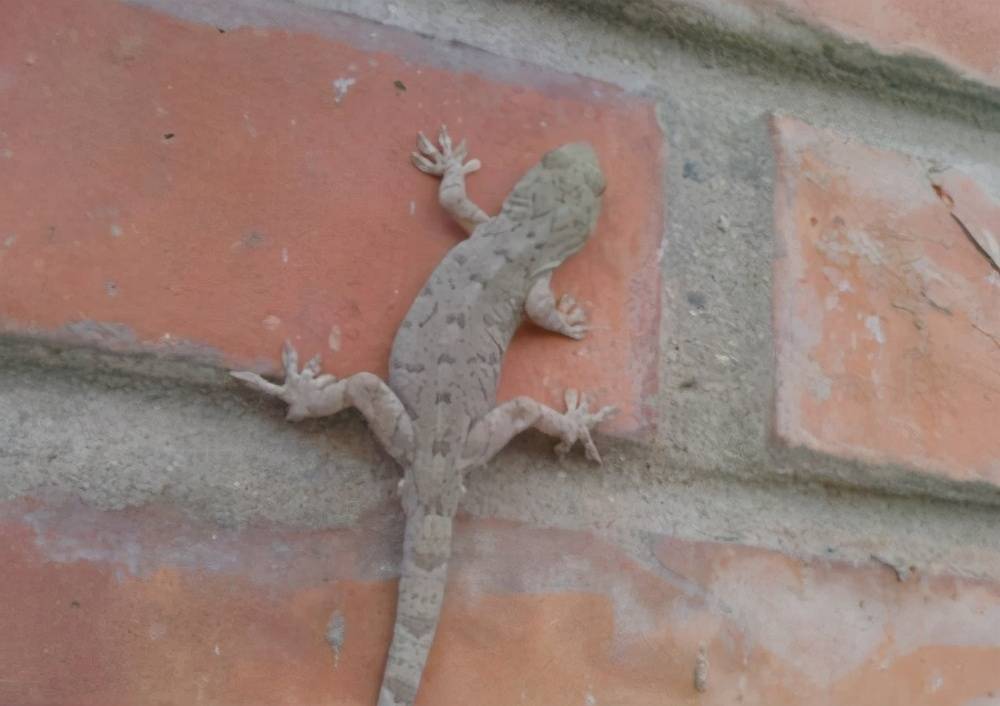 壁虎都是从什么地方进入家里的,壁虎到家里了怎么办