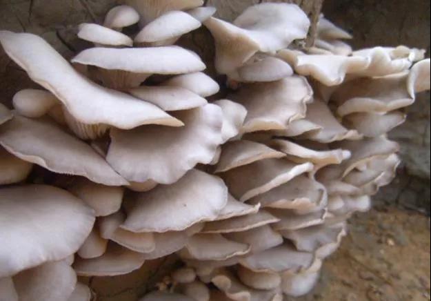 平菇栽培种含水量的要求,平菇菌包含水量怎么样计算的