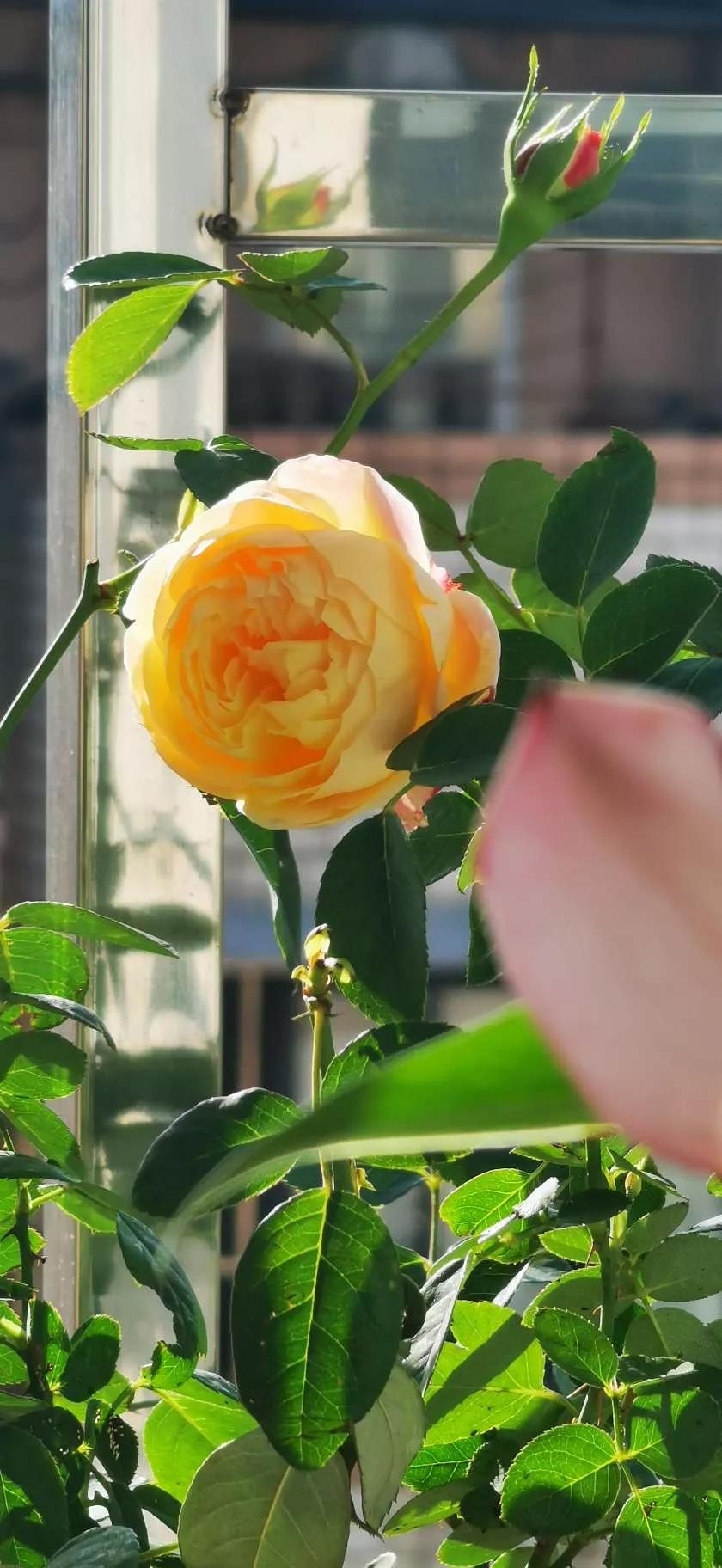 认识各种花卉名称,认识各种花的名字