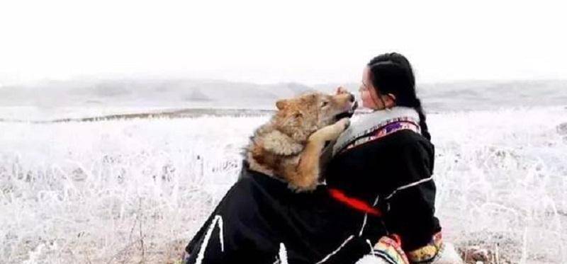 成都画家在草原写生收养狼的故事,成都女青年画家意外收养一只幼狼