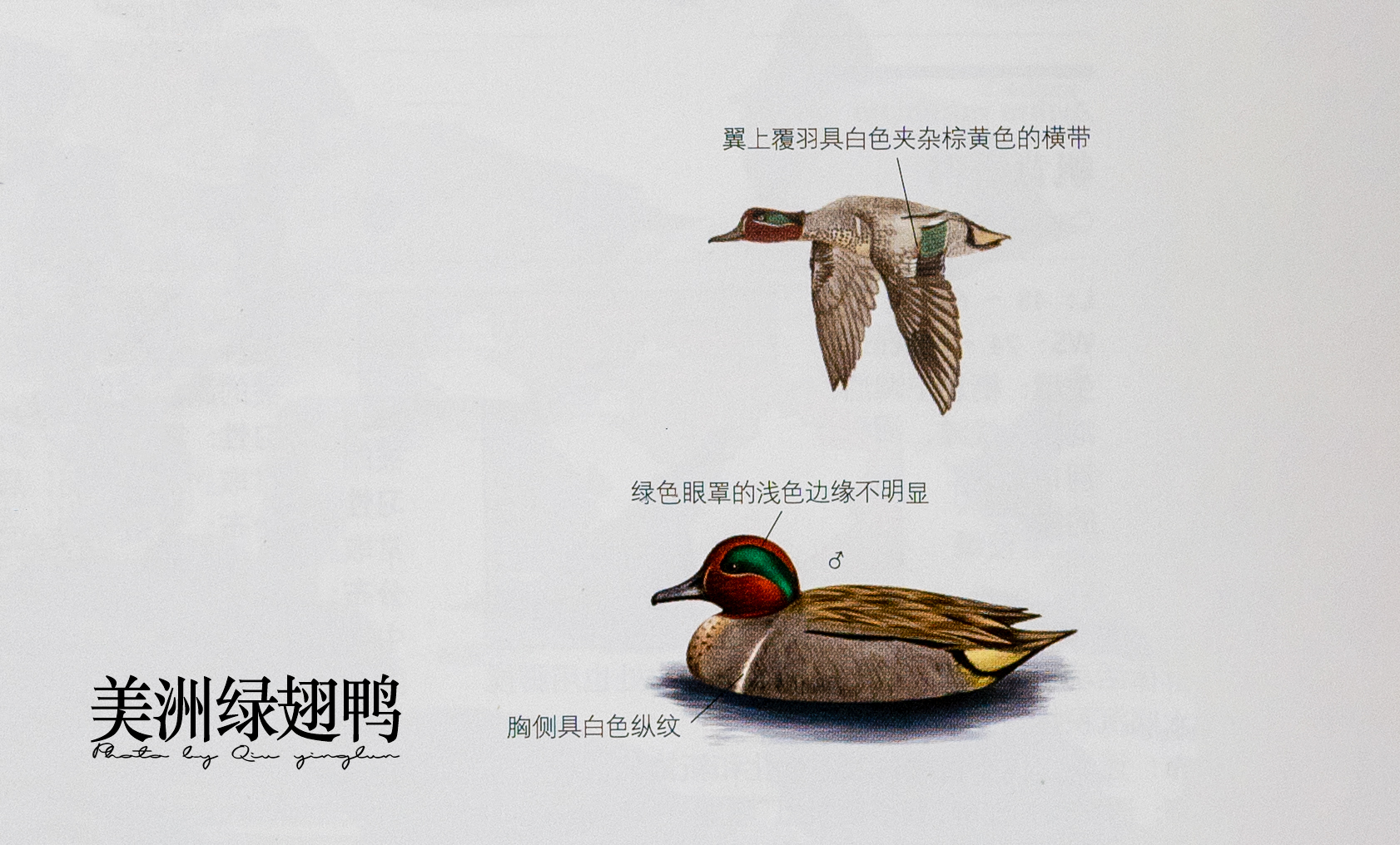 涓滄睙鎻借儨,涓滄睙鎻借儨楦熺被