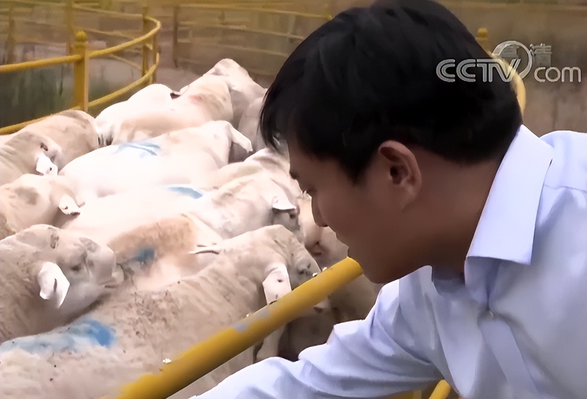 养殖羊的成功案例,大量养羊成功案例