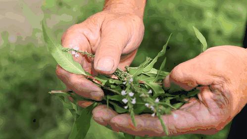 最神秘的兰花香,最好的神秘白酒