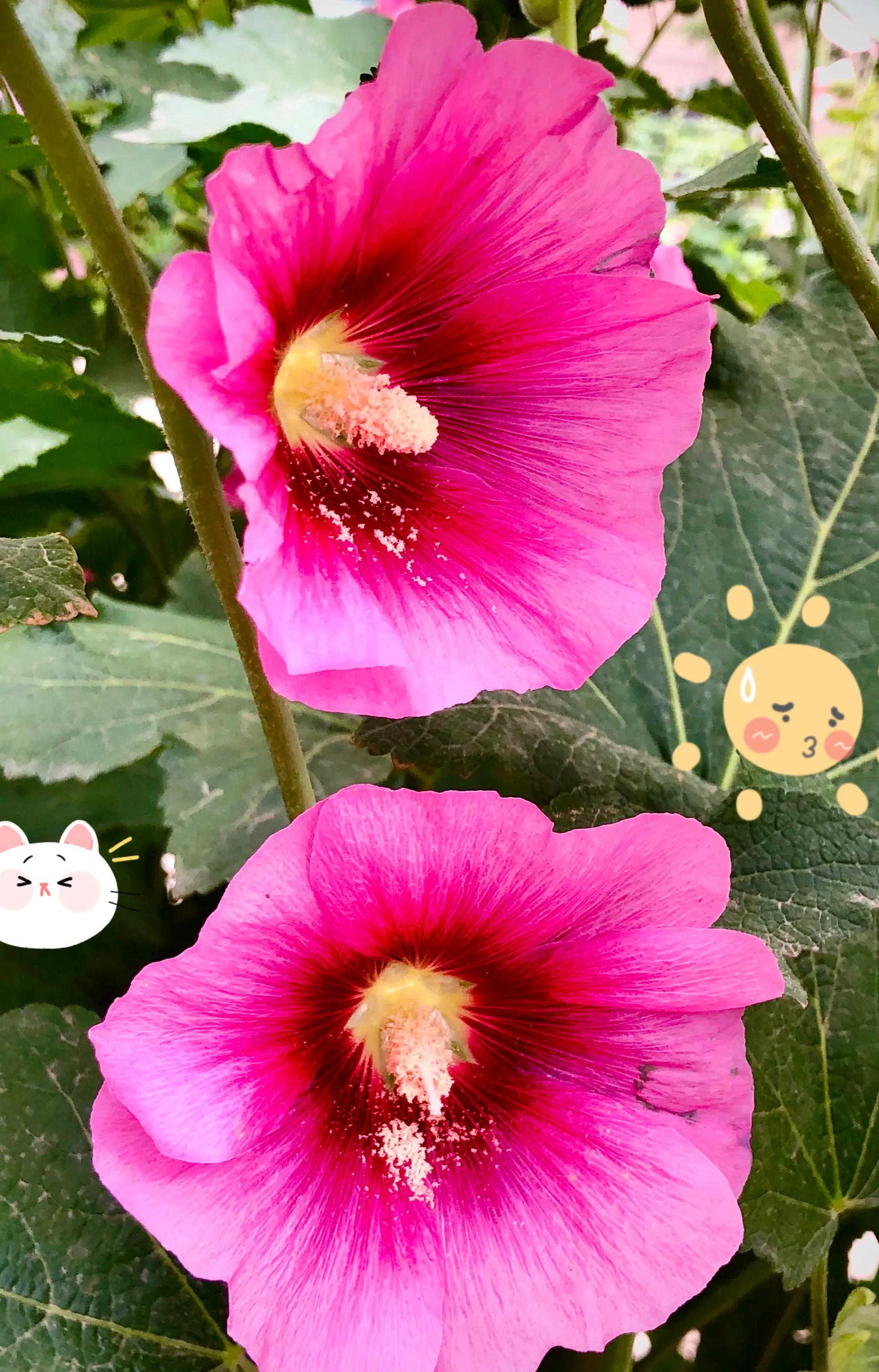 生活的极致就是化繁为简,极简是一种生活态度越简单越精致