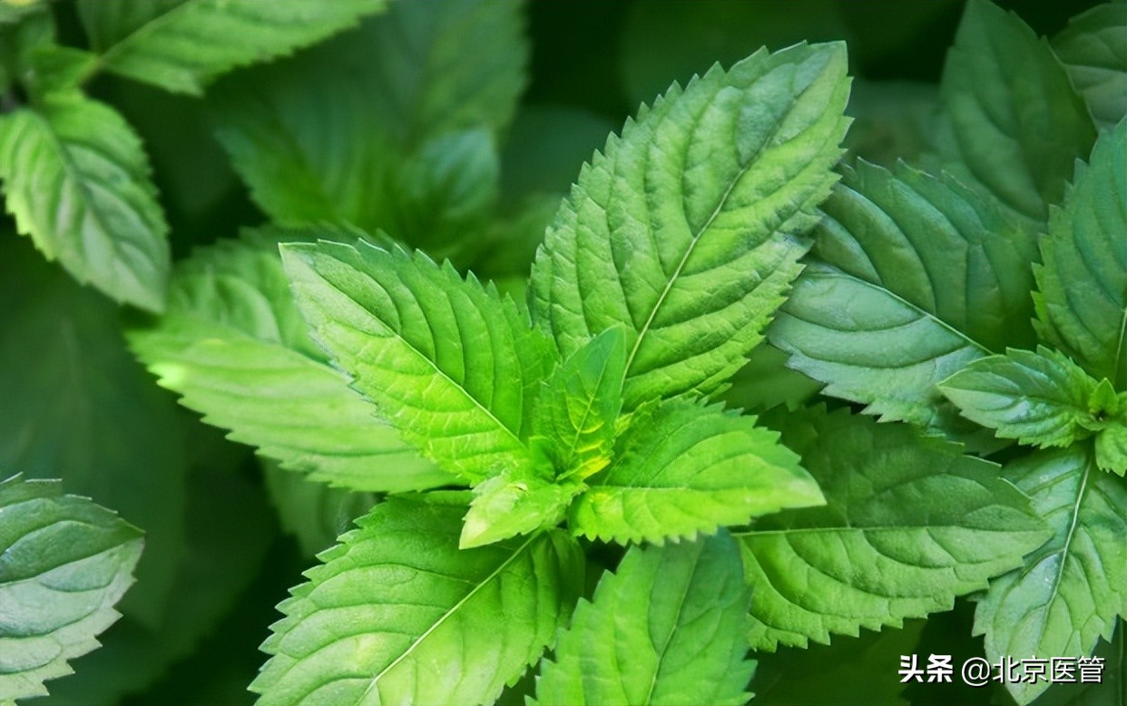 草药薄荷的功效,薄荷中草药作用