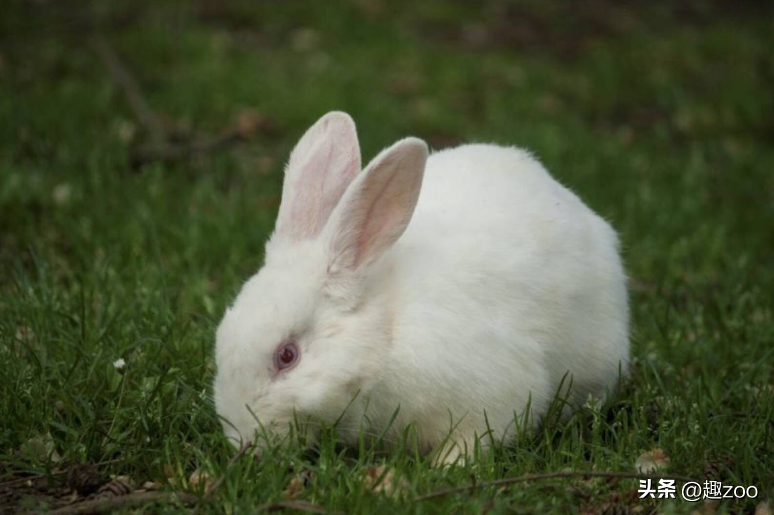 家庭宠物哪个好养活,养殖哪些宠物好养活