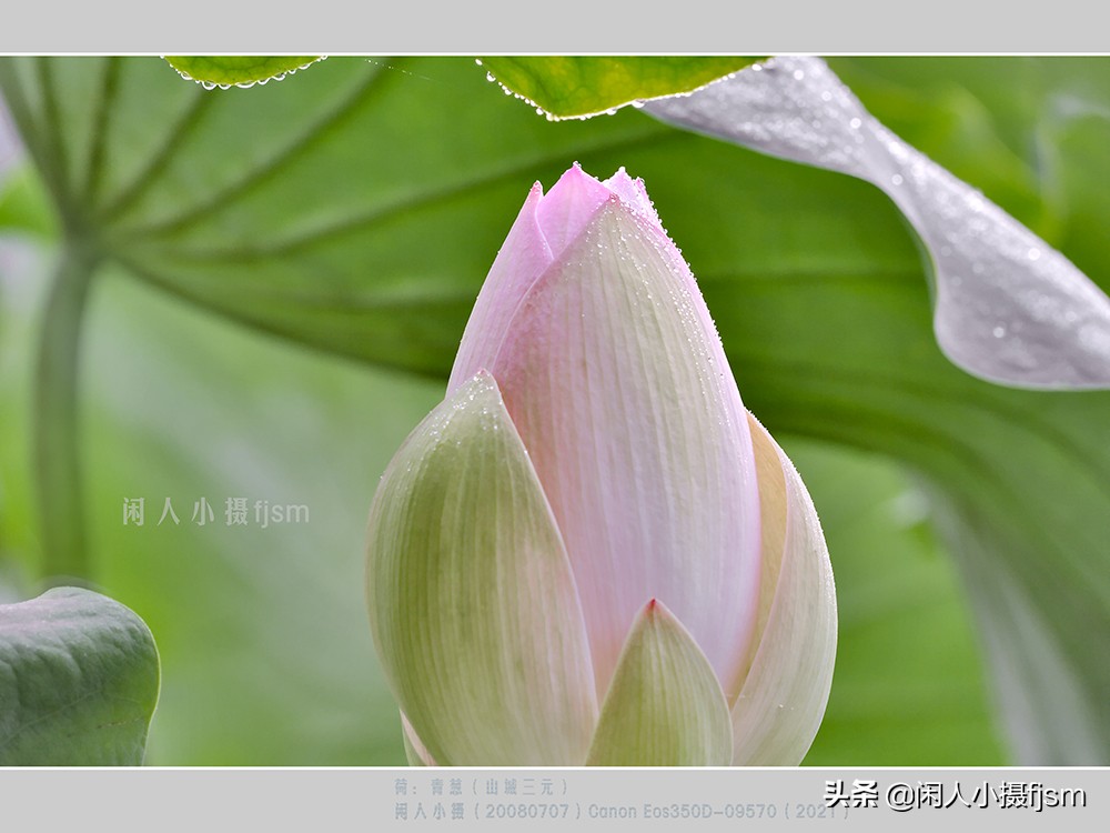 把荷花拍高级的摄影技巧,摄影荷花的拍摄技巧