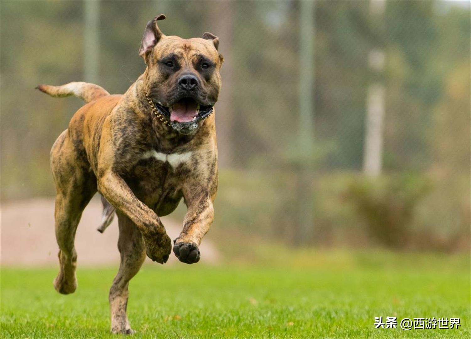 比特犬的天敌是什么,什么狗的天敌是比特犬
